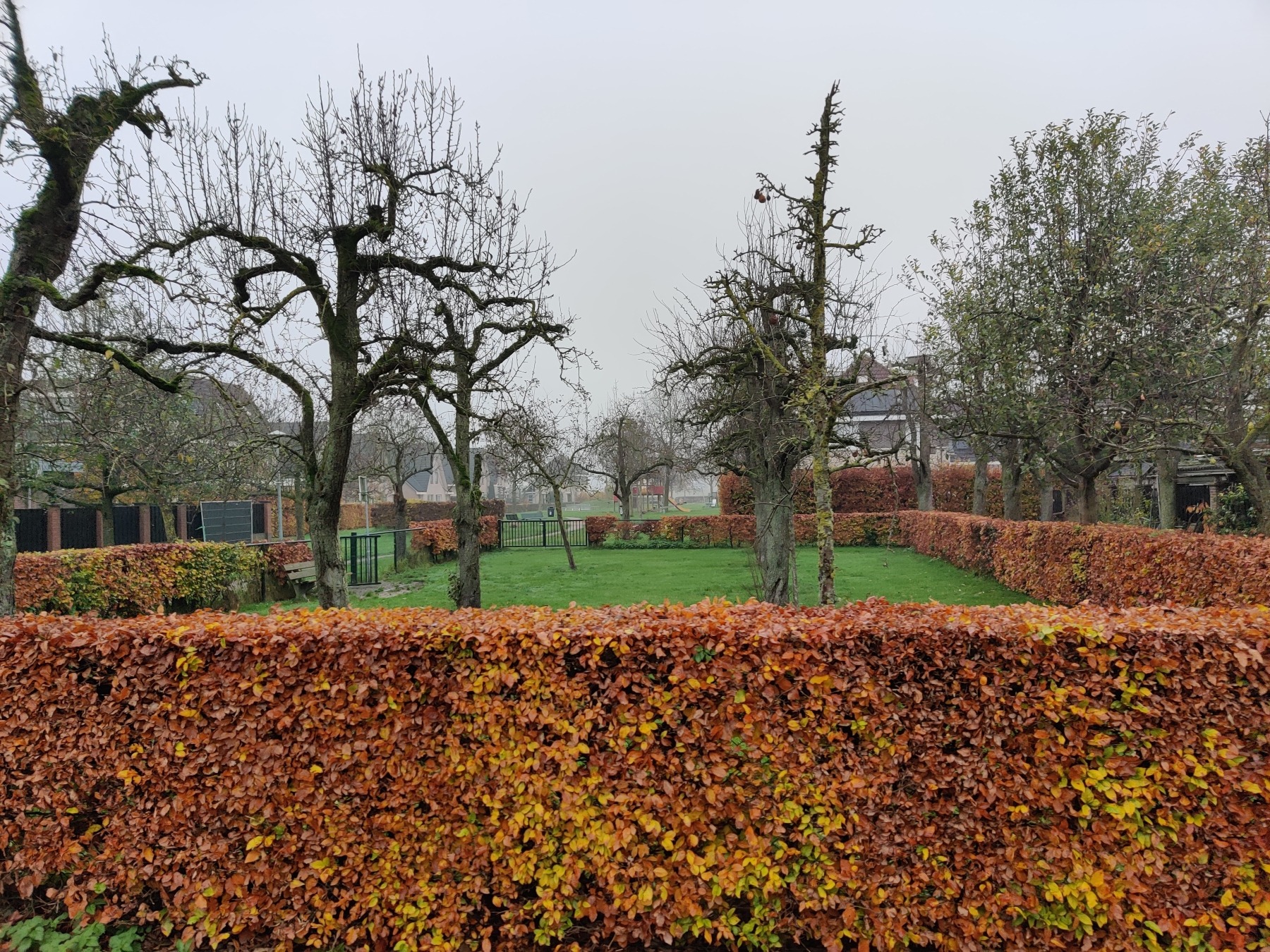 Gratis bomen voor inwoners in Overbetuwe 3