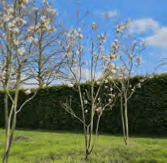 Welkomstbomen Zaltbommel